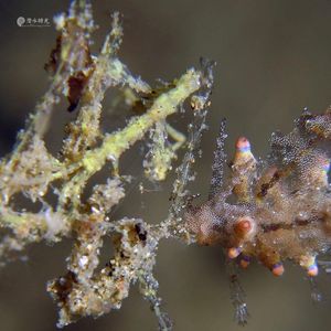 Eubranchus rubropunctatus 印度尼西亚 Indonesia , 安汶 Ambon @LazyDiving.com 潜水时光