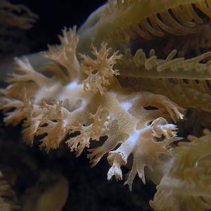 Tritonia 印度尼西亚 Indonesia , 安汶 Ambon @LazyDiving.com 潜水时光