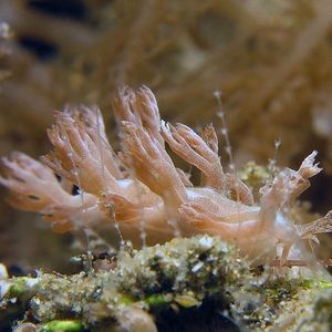 Tritonia 印度尼西亚 Indonesia , 安汶 Ambon @LazyDiving.com 潜水时光