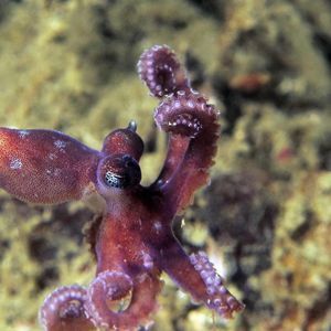 Octopus bocki 印度尼西亚 Indonesia , 安汶 Ambon @LazyDiving.com 潜水时光