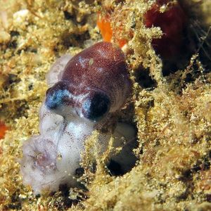 Octopus bocki 印度尼西亚 Indonesia , 安汶 Ambon @LazyDiving.com 潜水时光