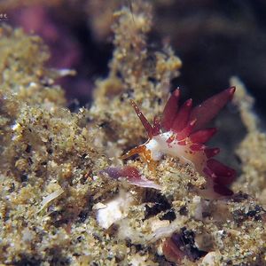 Eubranchus 印度尼西亚 Indonesia , 安汶 Ambon @LazyDiving.com 潜水时光