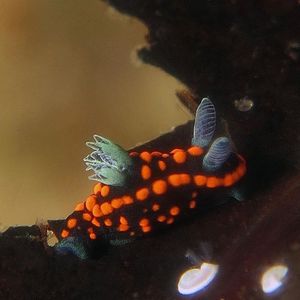 Nembrotha yonowae Nembrotha yonowae 优瑙多角海蛞蝓 Indonesia 印度尼西亚 Triton Bay 海神湾 @LazyDiving.com 潜水时光