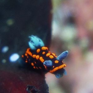 Nembrotha yonowae 印度尼西亚 Indonesia , 海神湾 Triton Bay @LazyDiving.com 潜水时光