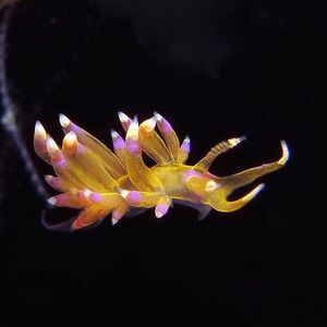 Pruvotfolia rhodopos 印度尼西亚 Indonesia , 安汶 Ambon @LazyDiving.com 潜水时光