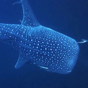 Rhincodon typus 泰国 Thailand , 龟岛 Koh Tao @LazyDiving.com 潜水时�光