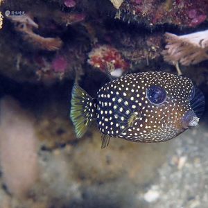 Ostracion meleagris 印度尼西�亚 Indonesia , 安汶 Ambon @LazyDiving.com 潜水时光