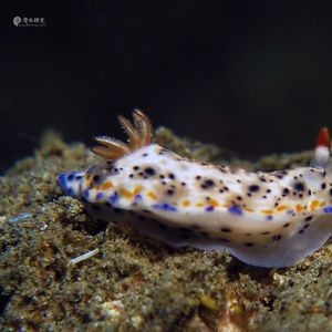 Goniobranchus 印度尼西亚 Indonesia , 安汶 Ambon @LazyDiving.com 潜水时光