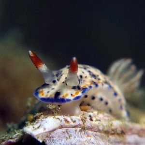 Goniobranchus 印度尼西亚 Indonesia , 安汶 Ambon @LazyDiving.com 潜水时光