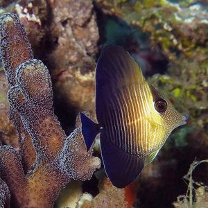 Zebrasoma scopas 印度尼西亚 Indonesia , 安汶 Ambon @LazyDiving.com 潜水时光