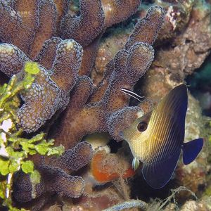 Zebrasoma scopas 印度尼西亚 Indonesia , 安汶 Ambon @LazyDiving.com 潜水时光