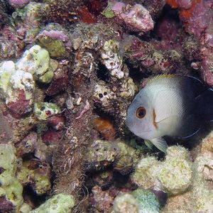 Centropyge vrolikii 印度��尼西亚 Indonesia , 安汶 Ambon @LazyDiving.com 潜水时光