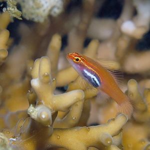 Eviota atriventris Eviota atriventris 黑体矶塘鳢 Indonesia 印度尼西亚 Ambon 安汶 @LazyDiving.com 潜水时光