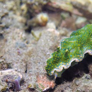 Miamira sinuata 印度��尼西亚 Indonesia , 安汶 Ambon @LazyDiving.com 潜水时光