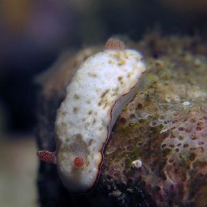 Goniobranchus preciosus 印度尼西亚 Indonesia , 安汶 Ambon @LazyDiving.com 潜水时光