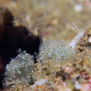 Foa brachygramma 印度尼西亚 Indonesia , 安汶 Ambon @LazyDiving.com 潜水时光