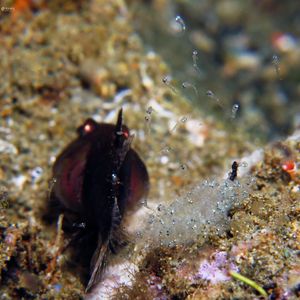 Foa brachygramma 印度尼西亚 Indonesia , 安�汶 Ambon @LazyDiving.com 潜水时光