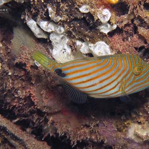 Balistapus undulatus Balistapus undulatus 印度尼西亚 Indonesia , 马鲁古 Maluku , 安汶 Ambon @LazyDiving.com 潜水时光