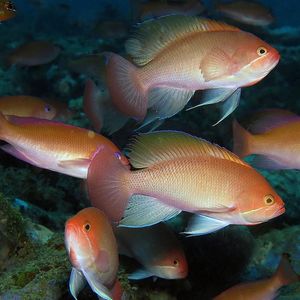 Pseudanthias engelhardi 印度尼��西亚 Indonesia , 安汶 Ambon @LazyDiving.com 潜水时光