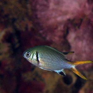 Chromis weberi 印度尼西亚 Indonesia , 安汶 Ambon @LazyDiving.com 潜水时光