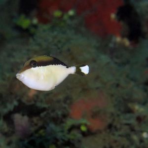 Sufflamen chrysopterum 印度尼西亚 Indonesia , 安汶 Ambon @LazyDiving.com 潜水时光