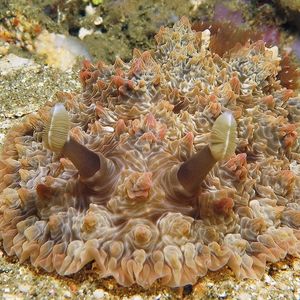 Dendrodoris tuberculosa Dendrodoris tuberculosa 结节枝鰓海蛞蝓 Indonesia 印度尼西亚 Ambon 安汶 @LazyDiving.com 潜水时光