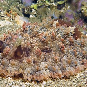 Dendrodoris tuberculosa ��印度尼西亚 Indonesia , 安汶 Ambon @LazyDiving.com 潜水时光