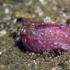 Spinophallus falciphallus Spinophallus falciphallus 黄点头楯海蛞蝓 Indonesia 印度尼西亚 Ambon 安汶 @LazyDiving.com 潜水时光