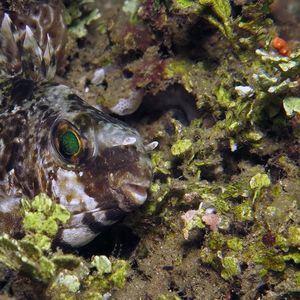 Siganus spinus 印度尼西亚 Indonesia , 安汶 Ambon @LazyDiving.com 潜水时光