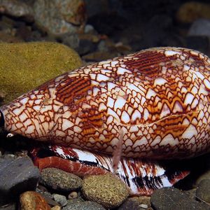 Conus textile 印度尼西亚 Indonesia , 安汶 Ambon @LazyDiving.com 潜水时光