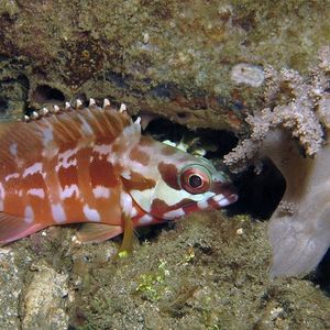 Epinephelus fasciatus 印度尼西亚 Indonesia , 安汶 Ambon @LazyDiving.com 潜水时光