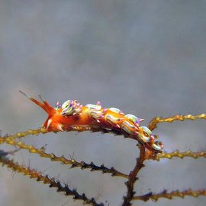 Trinchesia 印度尼西亚 Indonesia , 安汶 Ambon @LazyDiving.com 潜水时光