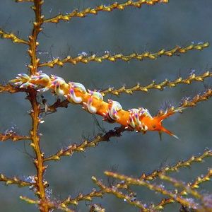 Trinchesia 印度��尼西亚 Indonesia , 安汶 Ambon @LazyDiving.com 潜水时光