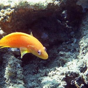 Cephalopholis miniata 印度尼西亚 Indonesia , 安汶 Ambon @LazyDiving.com 潜水时光