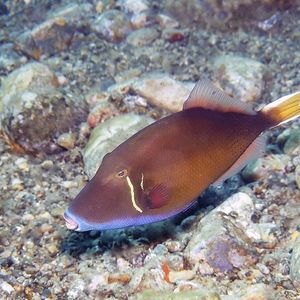 Sufflamen chrysopterum 印度尼西亚 Indonesia , 安汶 Ambon @LazyDiving.com 潜水时光