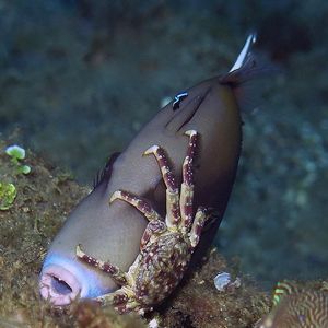 Sufflamen chrysopterum 印度尼西亚 Indonesia , 安汶 Ambon @LazyDiving.com 潜水时光