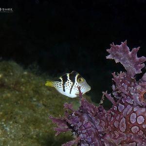 Paraluteres prionurus 印度尼西亚 Indonesia , 马鲁古 Maluku , 安汶 Ambon @LazyDiving.com 潜水时光