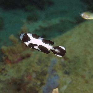 Macolor niger 印度尼西亚 Indonesia , 安汶 Ambon @LazyDiving.com ��潜水时光