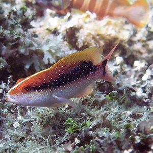 Variola louti 印度尼西亚 Indonesia , 安��汶 Ambon @LazyDiving.com 潜水时光