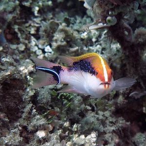 Variola louti 印度��尼西亚 Indonesia , 安汶 Ambon @LazyDiving.com 潜水时光