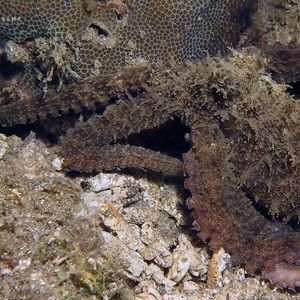 Abdopus aculeatus 印度尼西亚 Indonesia , 安汶 Ambon @LazyDiving.com 潜水时光