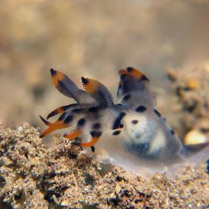 Polycera Polycera 印度尼西亚 Indonesia , 巴厘岛 Bali , 图蓝本 Tulamben @LazyDiving.com 潜水时光