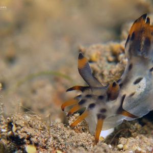 Polycera Polycera 印度尼西亚 Indonesia , 巴厘岛 Bali , 图蓝本 Tulamben @LazyDiving.com 潜水时光
