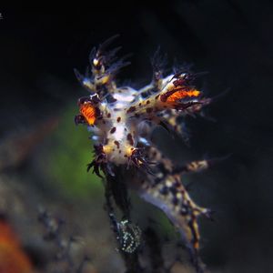 Dendronotus regius Dendronotus regius 印度尼西亚 Indonesia , 巴厘岛 Bali , 图蓝本 Tulamben @LazyDiving.com 潜水时光