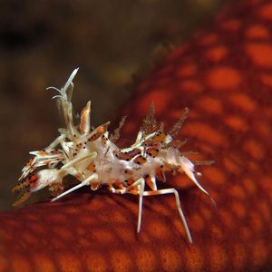 Phyllognathia ceratophthalma 印度尼西亚 Indonesia , 巴厘岛 Bali , 图蓝本 Tulamben @LazyDiving.com 潜水时光