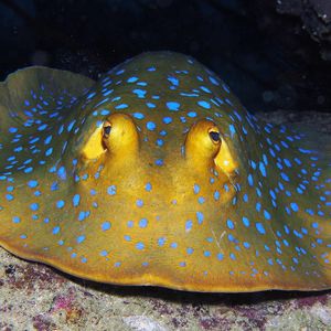 Taeniura lymma 泰国 Thailand , 龟岛 Koh Tao @LazyDiving.com 潜水时光