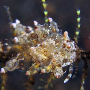 Eubranchus ocellatus Eubranchus ocellatus 眼斑真鰓海蛞蝓 Indonesia 印度尼西亚 Bali 巴厘岛 Tulamben 图蓝本 @LazyDiving.com 潜水时光