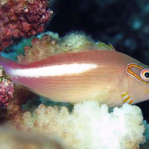 Paracirrhites arcatus Paracirrhites arcatus 狐眼副䱵 Palau 帕劳 @LazyDiving.com 潜水时光