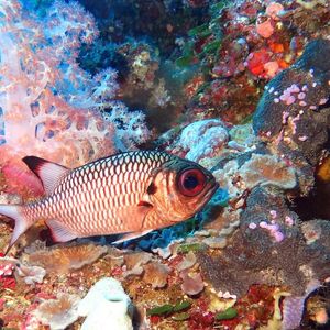 Myripristis adusta 帕劳 Palau @LazyDiving.com 潜水时光