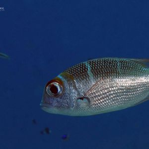 Monotaxis heterodon Monotaxis heterodon 红鳍大眼鲷 Palau 帕劳 @LazyDiving.com 潜水时光